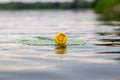 Blooming Water Lily. Yellow water Lily blooms on the river. Nenuphar