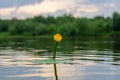 Blooming Water Lily. Yellow water Lily blooms on the river. Nenuphar