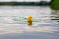 Blooming Water Lily. Yellow water Lily blooms on the river. Nenuphar