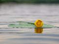 Blooming Water Lily. Yellow water Lily blooms on the river. Nenuphar