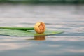 Blooming Water Lily. Yellow water Lily blooms on the river. Nenuphar