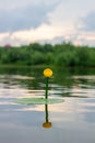 Blooming Water Lily. Yellow water Lily blooms on the river. Nenuphar