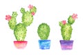 Blooming watercolor three cactus set in pots with flowers, watercolor drawing