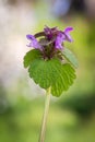 Blooming weed in the garden