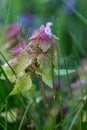 Blooming weed in the garden