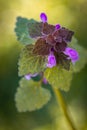 Blooming weed in the garden