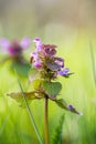 Blooming weed in the garden