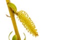 Blooming weeping willow closeup, isolated on white background Royalty Free Stock Photo