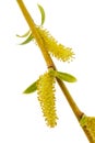 Blooming weeping willow closeup, isolated on white background Royalty Free Stock Photo