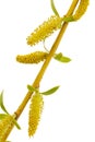 Blooming weeping willow closeup, isolated on white background Royalty Free Stock Photo