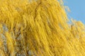 Blooming weeping willow tree in spring. Sunny day Royalty Free Stock Photo