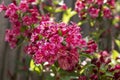 Blooming Weigela bush in the garden