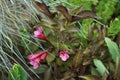 Blooming Weigela florida `Alexandra` in the garden in early June. Weigela is a deciduous shrub in the family Caprifoliaceae.