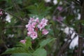 Blooming Weigela florida in the garden at the end of May. Weigela is a deciduous shrub in the family Caprifoliaceae. Berlin Royalty Free Stock Photo