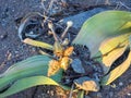 Blooming Welwitschia mirabilis in the desert of central Namibia Royalty Free Stock Photo