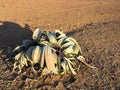 Blooming Welwitschia mirabilis in the desert of central Namibia