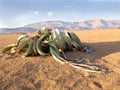 Blooming Welwitschia mirabilis in the desert of central Namibia Royalty Free Stock Photo