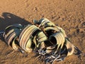 Blooming Welwitschia mirabilis in the desert of central Namibia Royalty Free Stock Photo