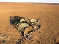 Blooming Welwitschia mirabilis in the desert of central Namibia Royalty Free Stock Photo