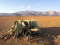 Blooming Welwitschia mirabilis in the desert of central Namibia Royalty Free Stock Photo