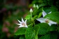 Blooming wet bush of tender White Western Virgins Bower Clematis ligusticifolia orchids flower as a green natural pattern)fo