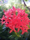 The blooming wet red Santan flower Royalty Free Stock Photo