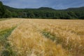 Blooming Wheat Field