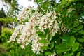 Blooming white acacia flowers in the garden on a spring day. Acacia tree.