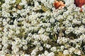 Blooming white alissum on a flower bed. groundcover garden
