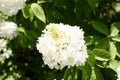 Blooming White Annabelle Flower