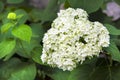 Blooming white Annabelle Hydrangea arborescens Royalty Free Stock Photo