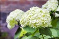 Blooming white Annabelle Hydrangea arborescens