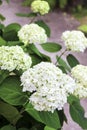Blooming white Annabelle Hydrangea arborescens Royalty Free Stock Photo