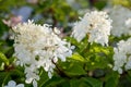 Blooming white Annabelle Hydrangea arborescens ,commonly known as smooth hydrangea, wild hydrangea, or sevenbark Royalty Free Stock Photo