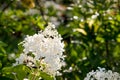 Blooming white Annabelle Hydrangea arborescens ,commonly known as smooth hydrangea, wild hydrangea, or sevenbark Royalty Free Stock Photo