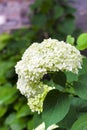 Blooming white Annabelle Hydrangea arborescens Royalty Free Stock Photo