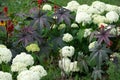 Blooming white Annabelle Hydrangea arborescens commonly known as smooth hydrangea wild hydrangea, or sevenbark Royalty Free Stock Photo