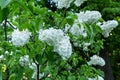 Blooming white Annabelle Hydrangea arborescens commonly known as smooth hydrangea, wild hydrangea, or sevenbark Royalty Free Stock Photo