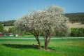 Blooming white apple blossom tree in a park Royalty Free Stock Photo