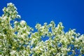 Blooming white apple tree on a background of blue sky on a sunny day Royalty Free Stock Photo