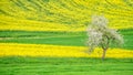 Blooming apple tree on a flowering raps field Royalty Free Stock Photo