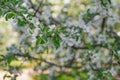 Blooming white Apple tree shot close-up with soft focus Royalty Free Stock Photo