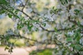 Blooming white Apple tree shot close-up with soft focus Royalty Free Stock Photo