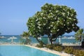 Blooming white azalea tree  grows next to the pool and the sea beach Royalty Free Stock Photo