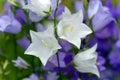 Blooming white and blue bellflowers on a natural background.