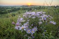 Blooming white blue wild daisies on high stems lit by bright yellow golden raising on horizon sun. Royalty Free Stock Photo