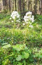 Blooming white butterbur (Petasites albus) Royalty Free Stock Photo