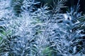 Blooming white cane flowers in summer Royalty Free Stock Photo