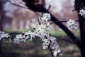 Blooming white cherry blossoms. Selective focus. White petaled flowers Royalty Free Stock Photo