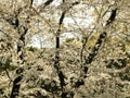 Blooming white cherry flower of Sakura  fullbloom in spring season in japan Royalty Free Stock Photo